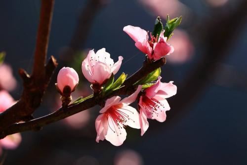 什么样的女性无姻缘命 射中无姻缘的八字