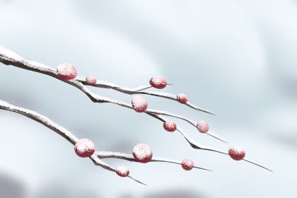 刺状植物不宜放在家里这些当地 刺状植物不宜放在家里这些当地