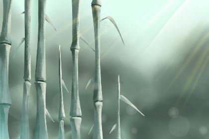 工作室里的针叶植物会破财吗？