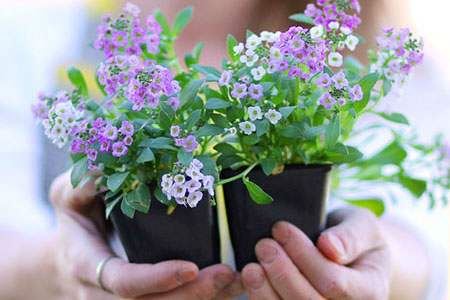 茶几上摆什么花风水好_合适摆在茶几上的花