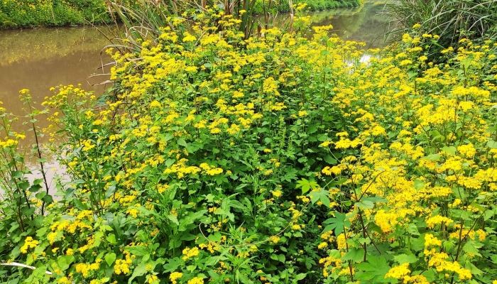 2026年立春是几九第几天 2026年立春是几九冷不冷