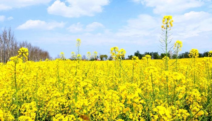 2026年躲春时刻 2026立春哪些属相要躲春