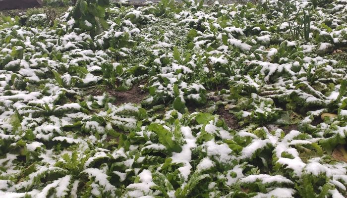 2026年山东省中小学寒假什么时候开端 山东16市中小学寒假时刻发布