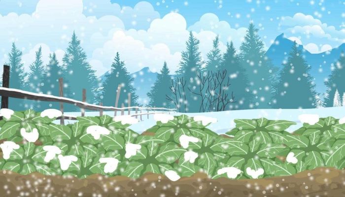 阴历2026年腊月十五是几号 腊月十五有什么习俗