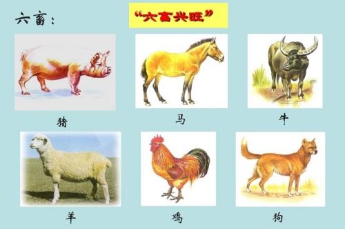 五谷丰登牲畜兴旺是什么属相