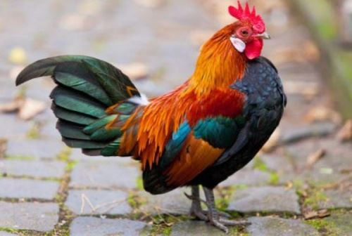 1969年属什么属相 本年多大了