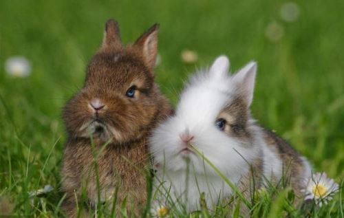 属兔和什么属相最合得来 属兔和什么属相最合得来