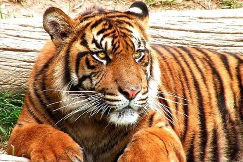 属虎人最佳爱人3个人