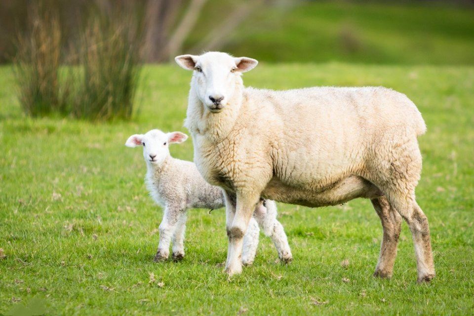 未时属什么属相 未时属什么属相