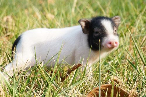 属猪的是什么命五行属什么