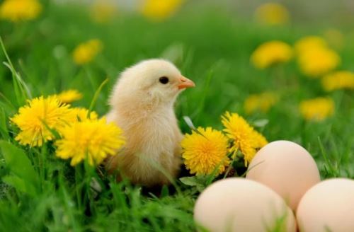 属鸡人不能穿什么色彩