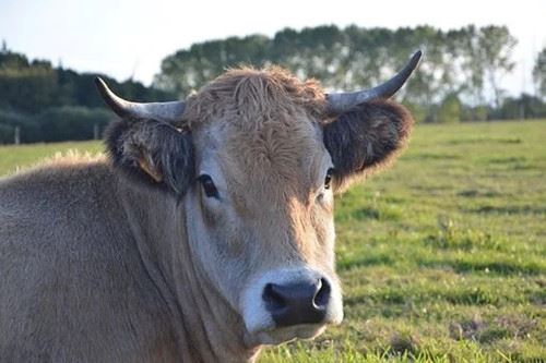 属牛和属羊的合不合