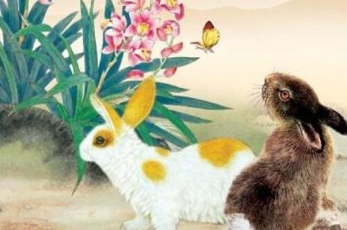 属兔和属牛的合不合