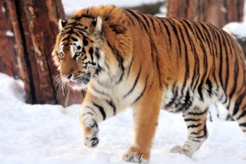 62年虎是什么命 五行属什么 62年虎是什么命 五行属什么