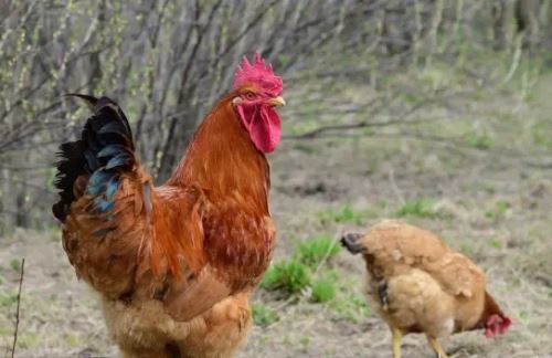 几月份的鸡最有福分