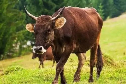 属牛男最佳婚配属相