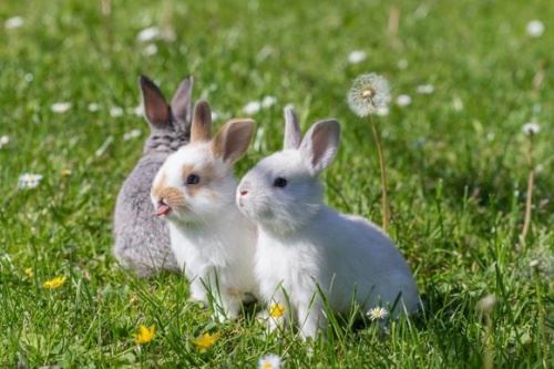 兔年出世几月命最好