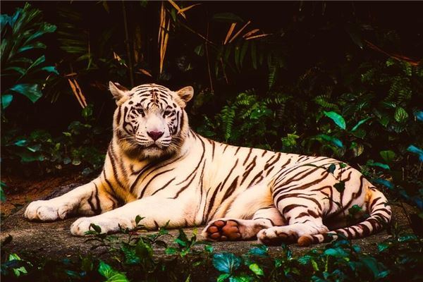 第一大富有的属相是什么