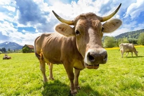 属牛女生性情特色及脾气 属牛女生性情特色及脾气