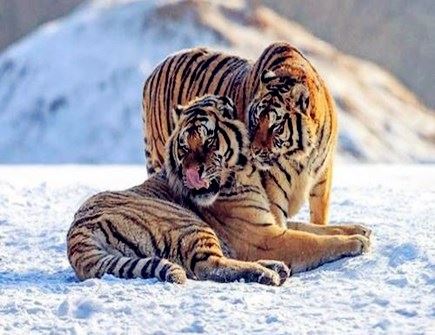 属相虎哪年有横财 属相虎哪年有横财