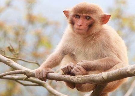 猴和龙的属相合不合 - 猴和龙婚配怎么样 