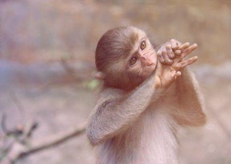 属猴人起名字的宜忌