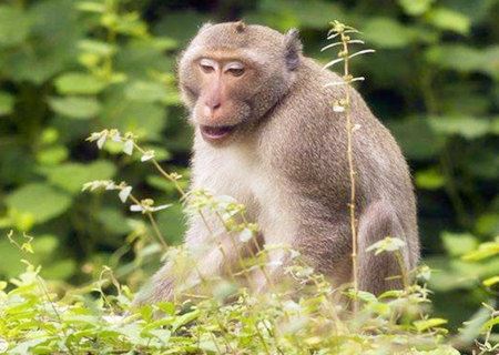 属猴阴历几日出世富有命