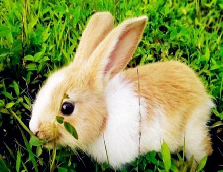 属相兔哪年有横财