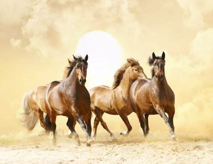 属相马的健康运势