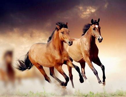 属相马哪年有横财 属相马哪年有横财