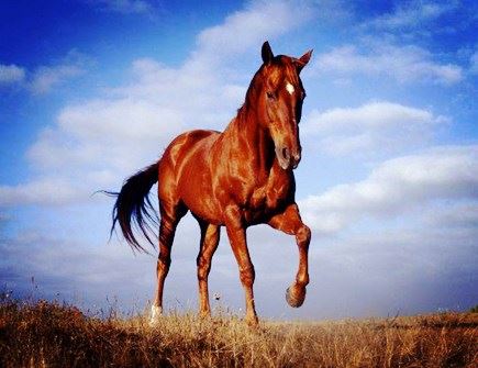 属马人和什么属相合作好