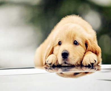 属狗性情长处与缺陷