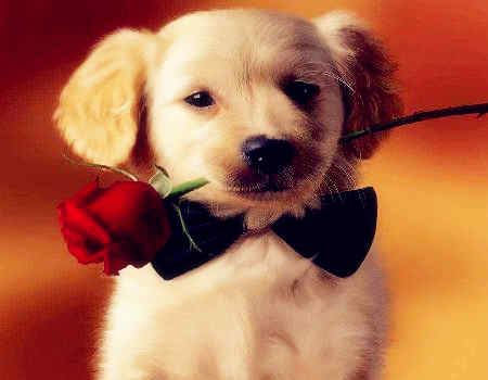 什么属相最旺狗