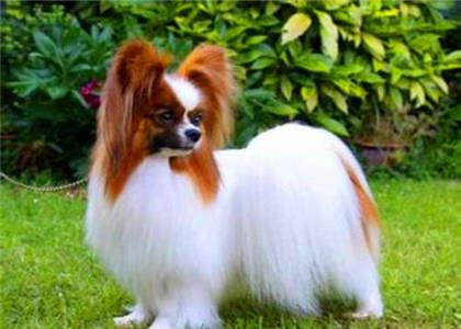 属狗人的住所风水