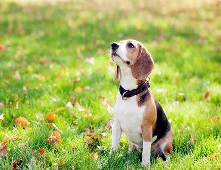 属狗人和什么属相合作好