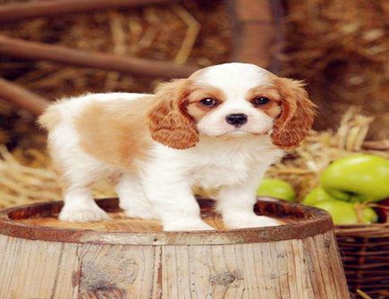 属狗遇小人怎么办 - 属狗的属相小人