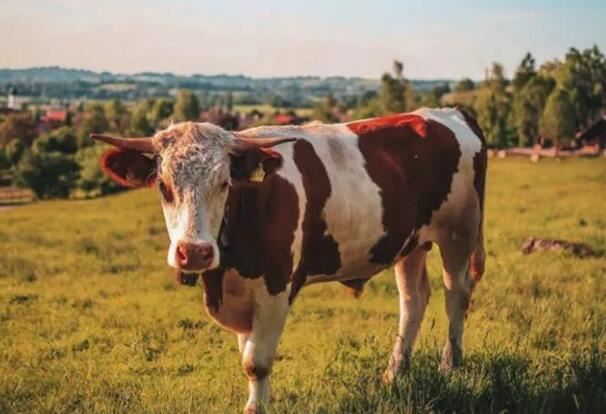 生日属相查询表(出生日属相查询)