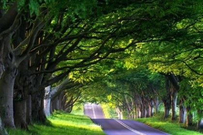 狮子座友谊最垂青什么