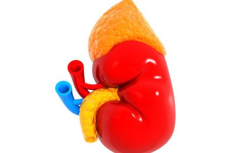 留神药物损害宝宝的肾