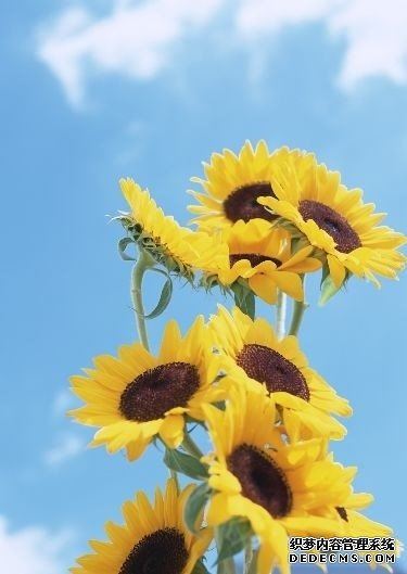 爱情工作运猜测[男性篇]