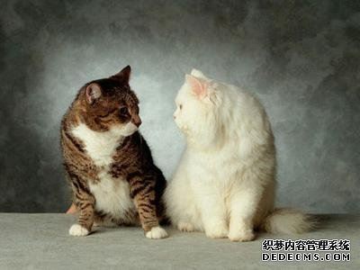 你的爱情发展速度怎么