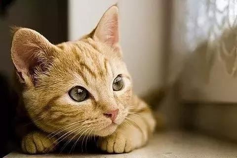 梦见猫是什么征兆 周公解梦