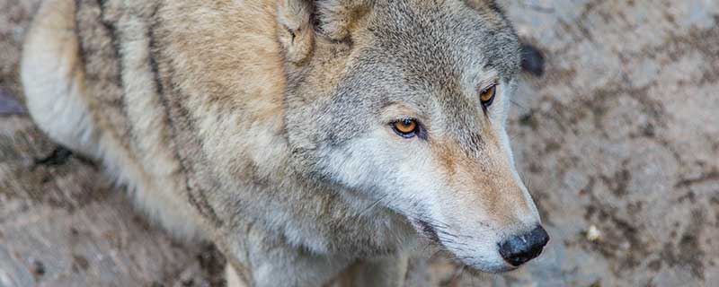 梦见狼人什么意思 梦见狼人有什么征兆