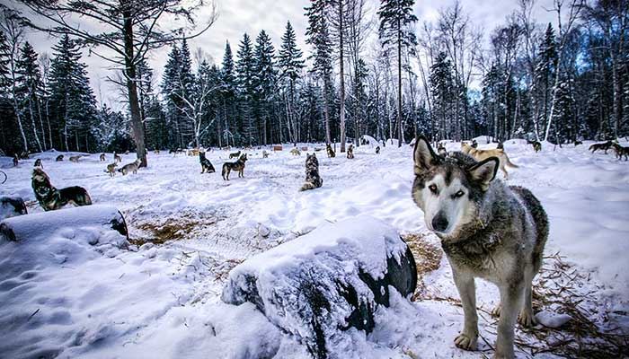 梦见狼人什么意思 梦见狼人有什么征兆