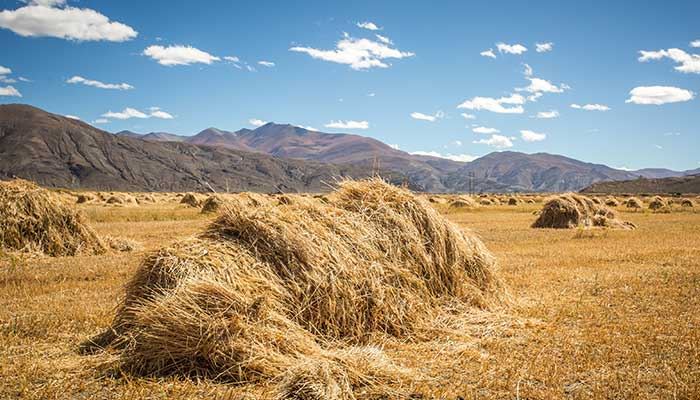 梦见地步有坟有什么征兆 梦到地步有坟什么意思