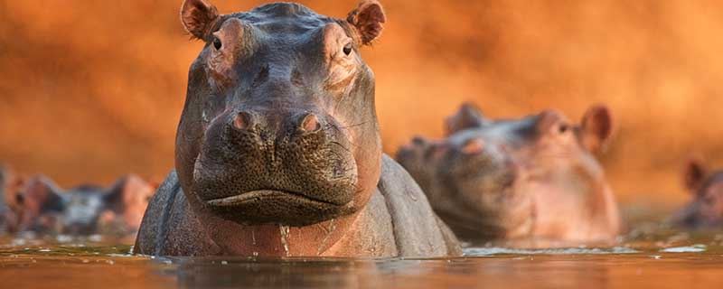 梦见被怪兽追什么意思 梦见被怪兽追有什么预兆