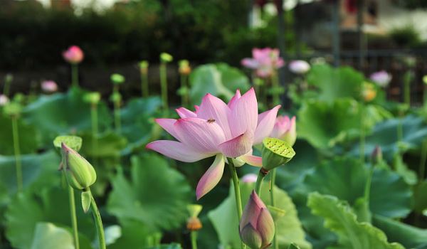 梦见荷花是什么意思 梦见荷花有什么征兆