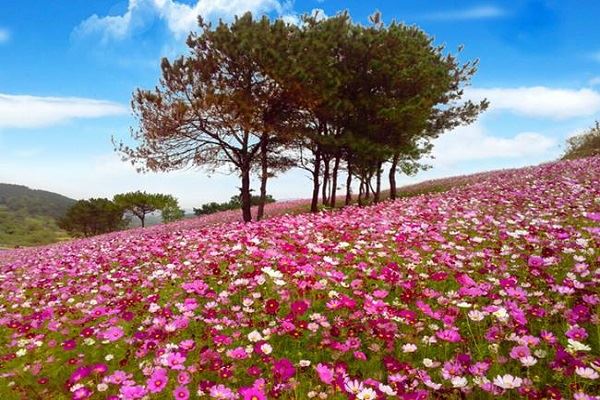 梦见花开得很美丽什么意思 梦见花开得很美丽好不好