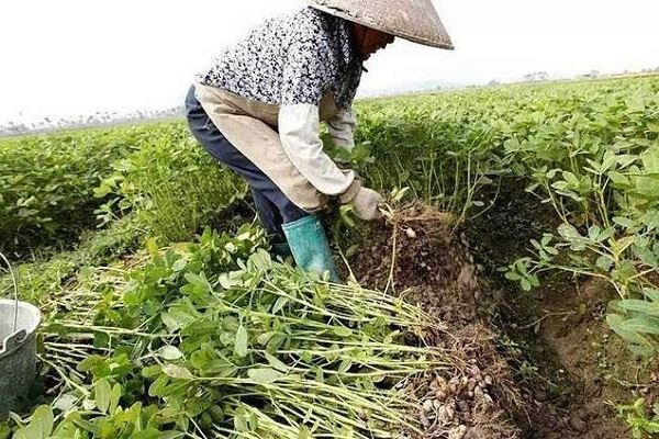 怀孕梦见花生预示什么 怀孕梦见花生有什么预兆