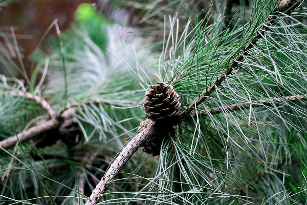 梦见松树什么意思 梦见松树有什么预兆